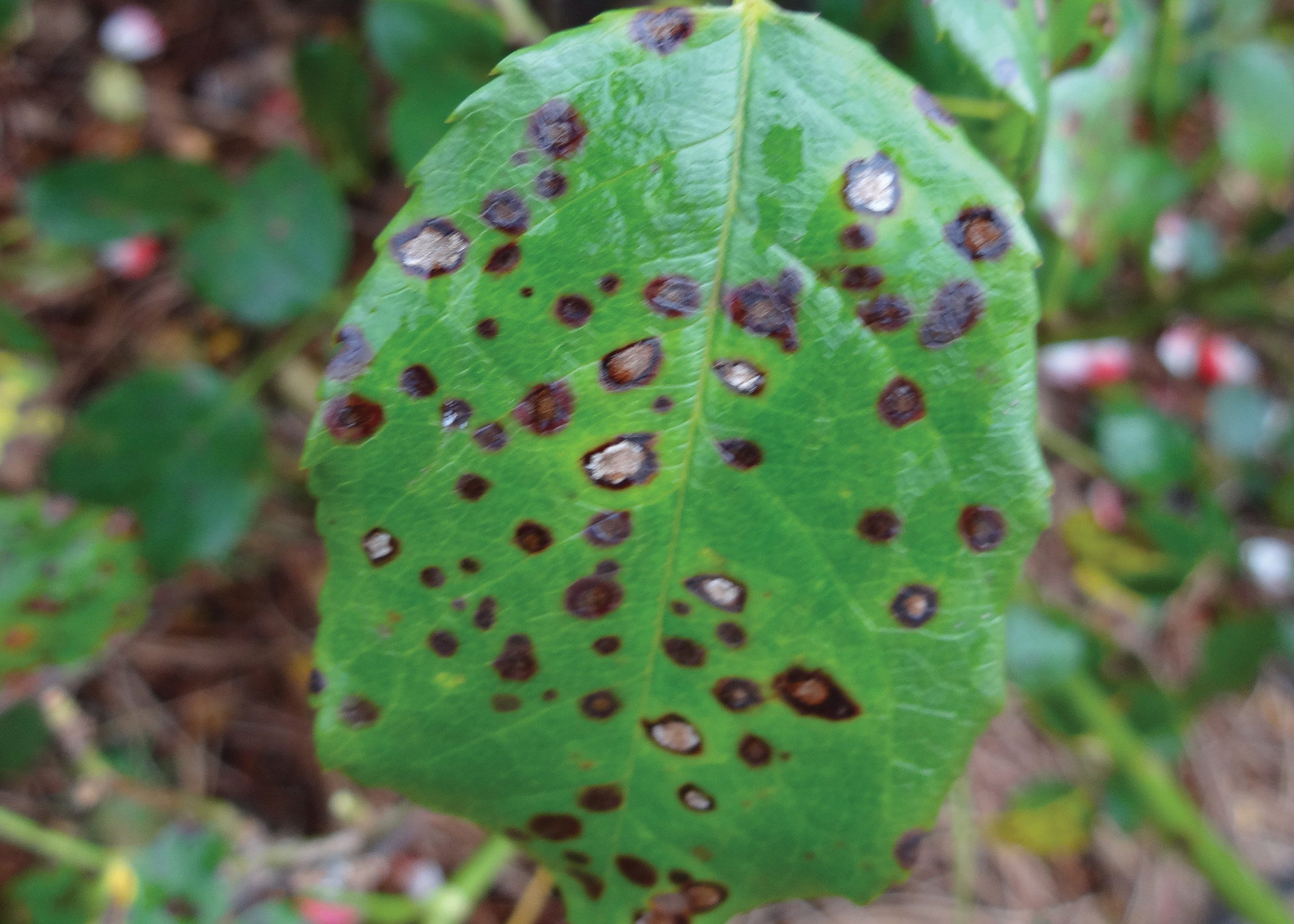 Cercospora-leaf spot .jpg thumbnail